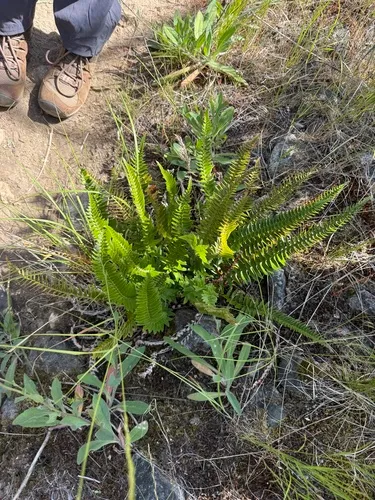 Narrowleaf Swordfern (subsp. imbricans) — photo by Erik Ertsgaard