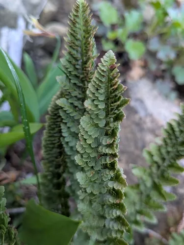 Lemmon's Hollyfern — photo by julegust