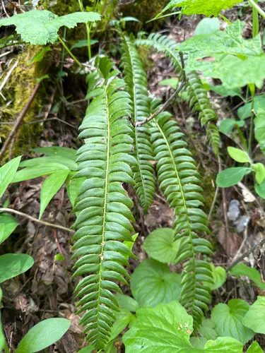 Northern Hollyfern — photo by Steven Kistler