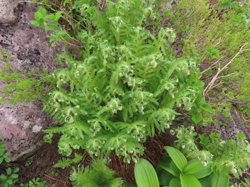 Attu Hollyfern