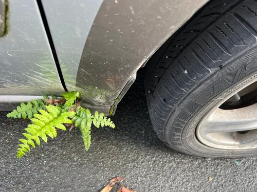 Western Swordfern — photo by tuesdaytumbleweed