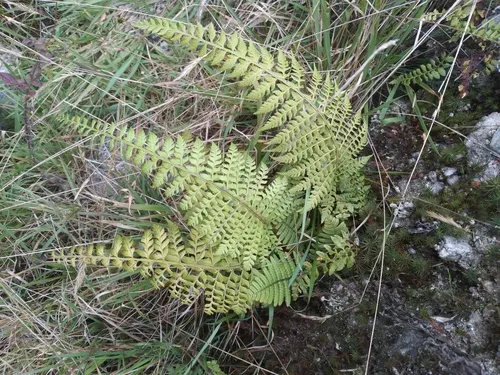 Flatleaf Hollyfern — photo by Alfredo F. Fuentes Claros