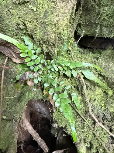 Tailed Hollyfern — photo by Omar Monzon Carmona
