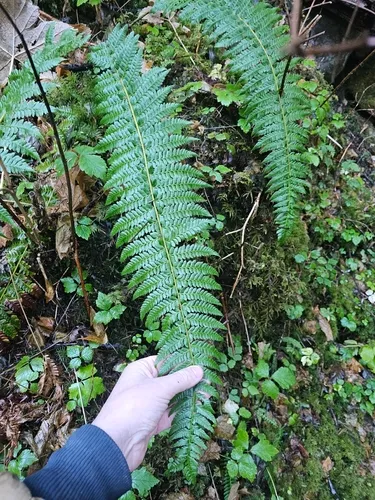 Alaska Hollyfern