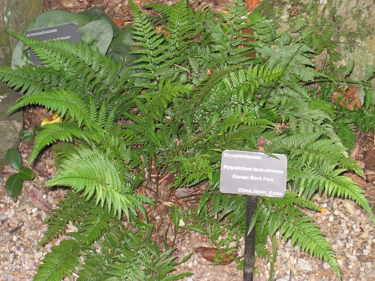 Korean Rockfern — photo by Daderot