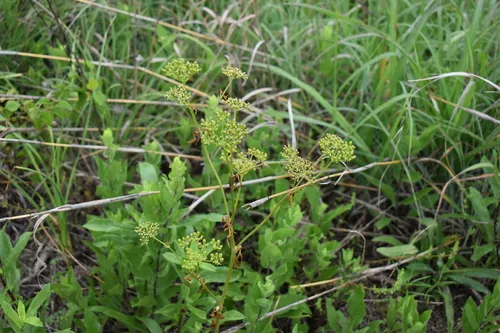 Nuttall's Prairie Parsley