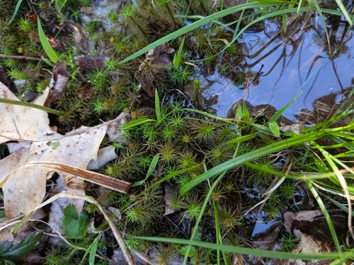 Polytrichum Moss — photo by Ian Lisien
