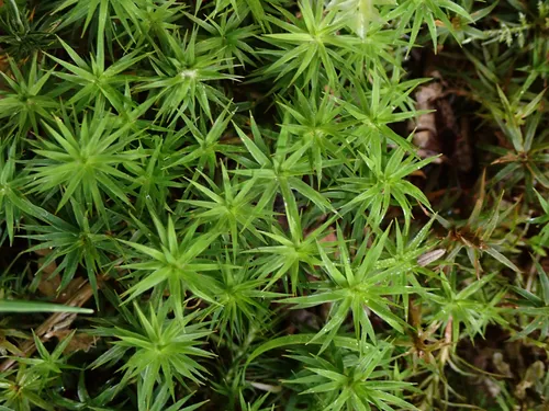 Polytrichum Moss