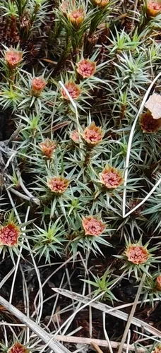 Juniper Polytrichum Moss
