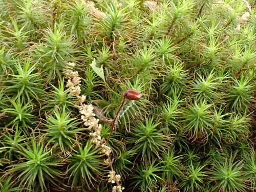 Ohio Polytrichum Moss
