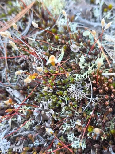Polytrichum Moss