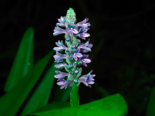 Pickerelweed