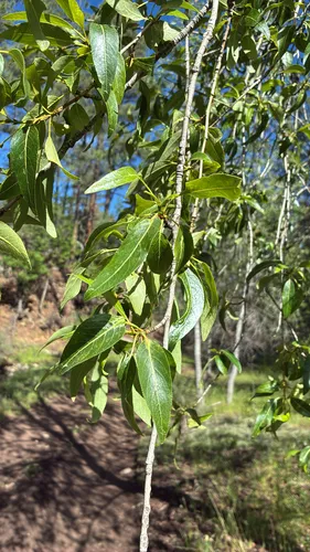 Narrowleaf Cottonwood