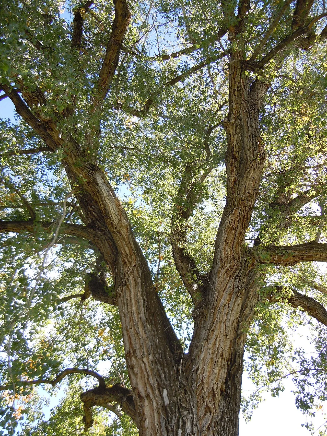 Plains Cottonwood (subsp. monilifera) — photo by Matt Lavin from Bozeman, Montana, USA