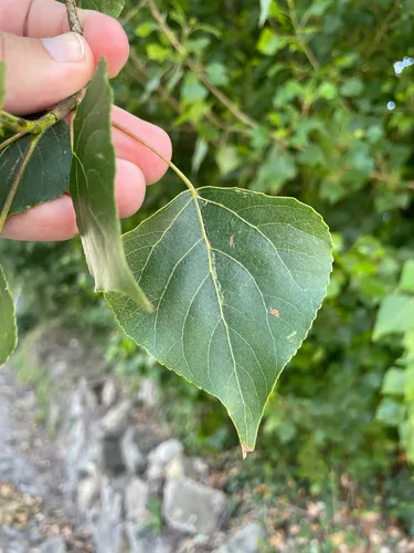 Lombardy Poplar — photo by Chase Mathey