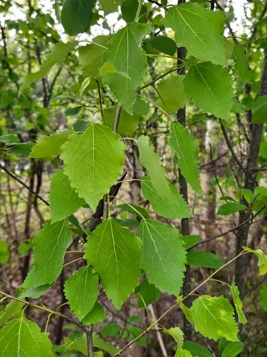 European Aspen — photo by valentinagubareva