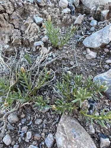 Dwarf Poreleaf