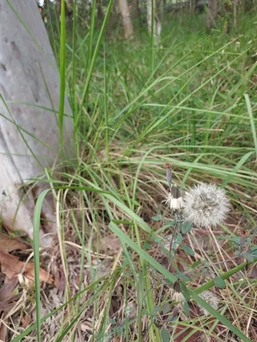 Yerba Porosa