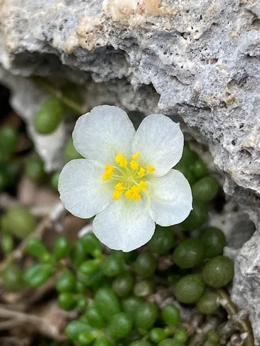 Puerto Rico Purslane