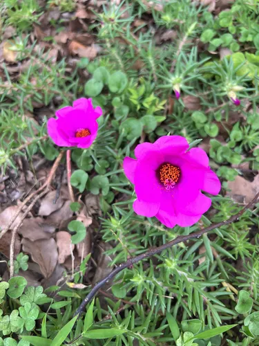 Rose Moss — photo by Chiharu_JD