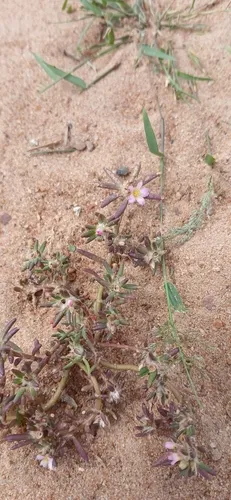 Silkcotton Purslane — photo by Emanuel Oliveira