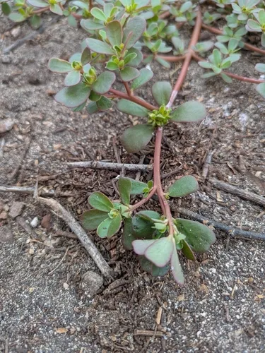 Native Yellow Purslane