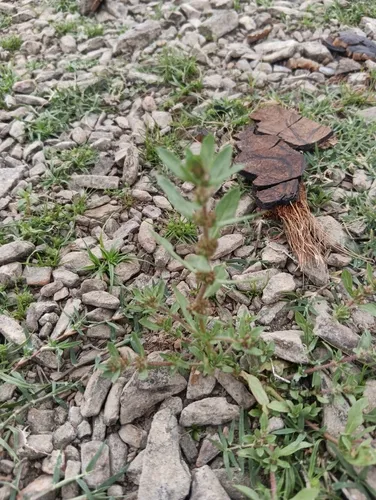Chickenweed — photo by NJ