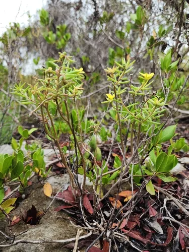 Redstem Purslane — photo by dakoda