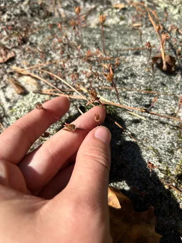 Small's Purslane — photo by Anthony J. Mills