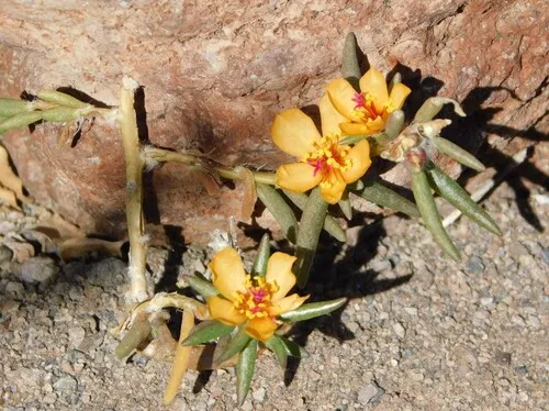 Shrubby Purslane — photo by Jose Luis Leon de la Luz