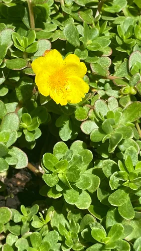 Wingpod Purslane — photo by Matthew Dailey