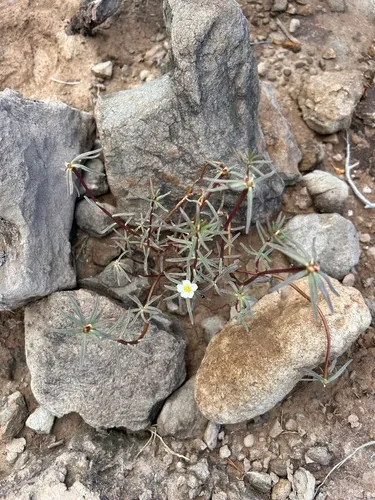 Hairy Purslane