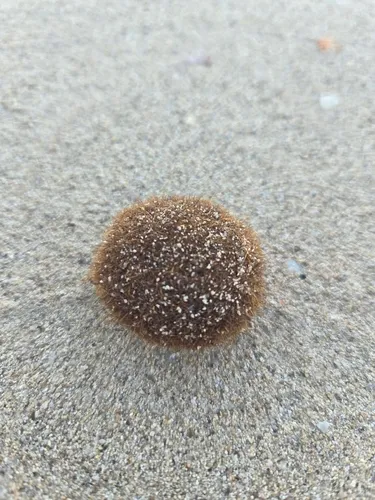Mediterranean Tapeweed — photo by soph_c
