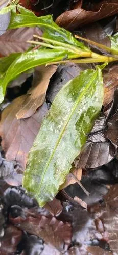 Alpine Pondweed