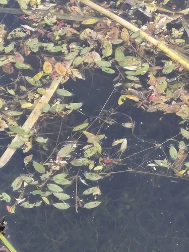Snailseed Pondweed — photo by Wayne Longbottom