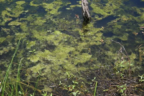 Tuckerman's Pondweed — photo by etspacealien