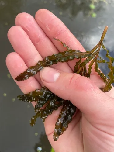 Curly Pondweed — photo by slugmoss
