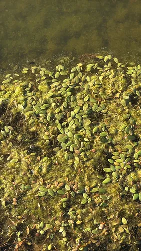 Waterthread Pondweed — photo by katherine-jackson