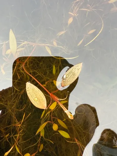Florida Pondweed