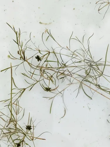 Leafy Pondweed — photo by Lake County AIS