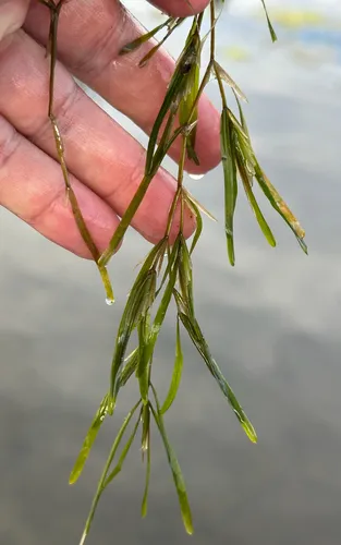 Fries' Pondweed