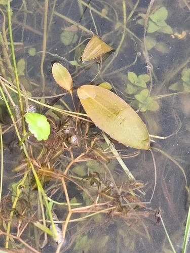 Variableleaf Pondweed — photo by nico2709