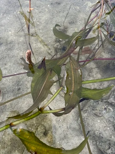 Illinois Pondweed — photo by Kai Murphy