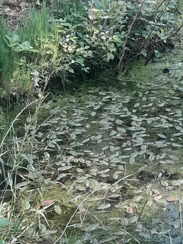Floating Pondweed