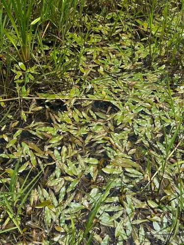 Longleaf Pondweed — photo by Connor Ross