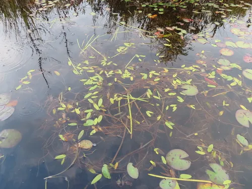 Oakes' Pondweed — photo by Sean Blaney