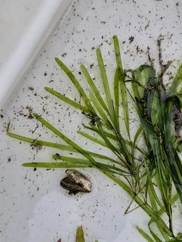 Bluntleaf Pondweed