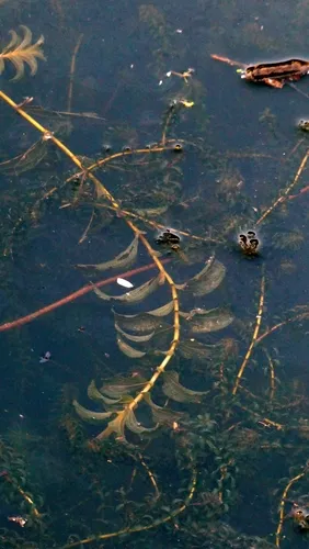 Claspingleaf Pondweed