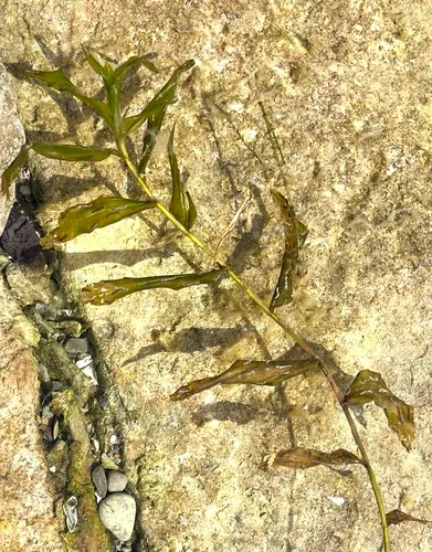 Whitestem Pondweed