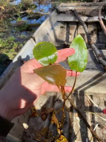 Spotted Pondweed — photo by John Michael